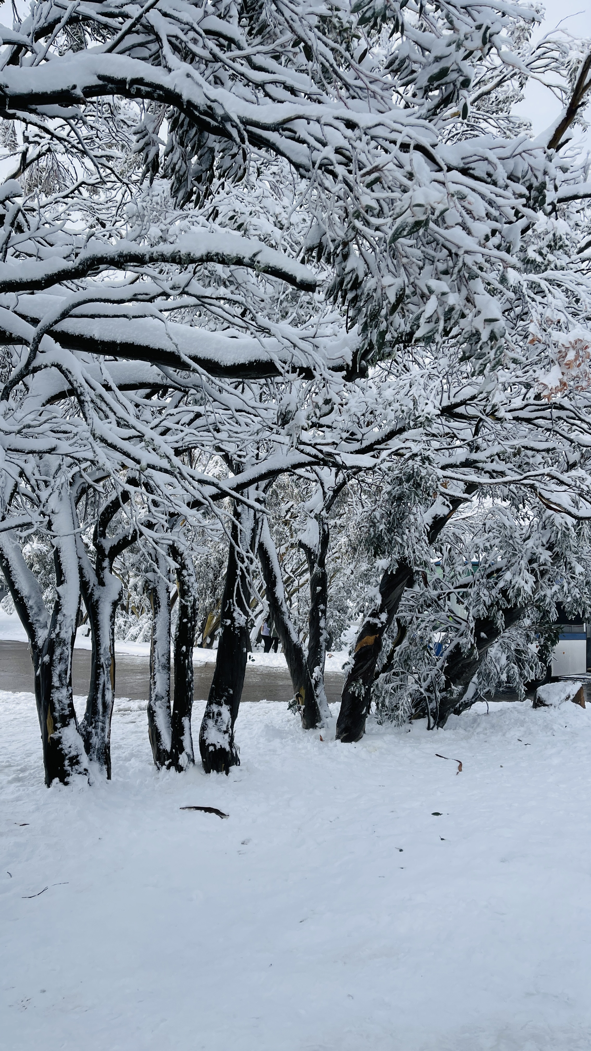 Mount Buller